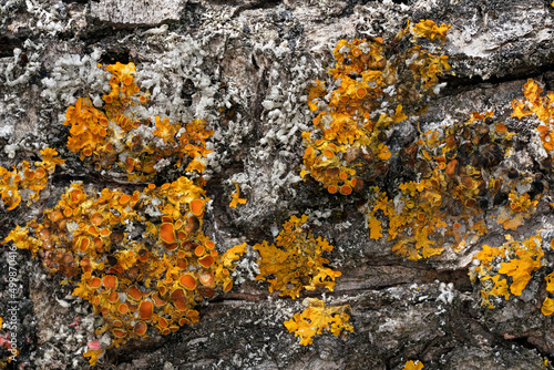 Yellow orange maritime sunburst lichen - Xanthoria parietina and gray tube Hypogymnia physodes - growing on dry tree, closeup detail