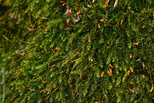 Fine green moss - Brachythecium species - growing on tree, closeup macro detail photo