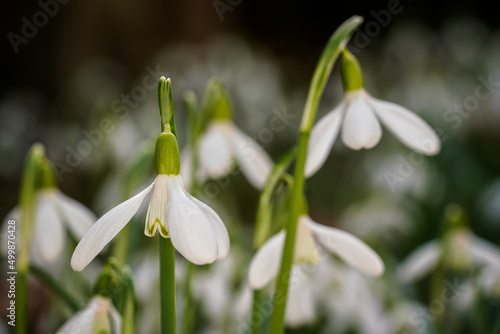White common snowdrop - Galanthus nivalis - flowers growing in forest, closeup macro detail
