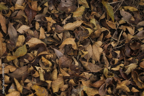 dried leaves texture