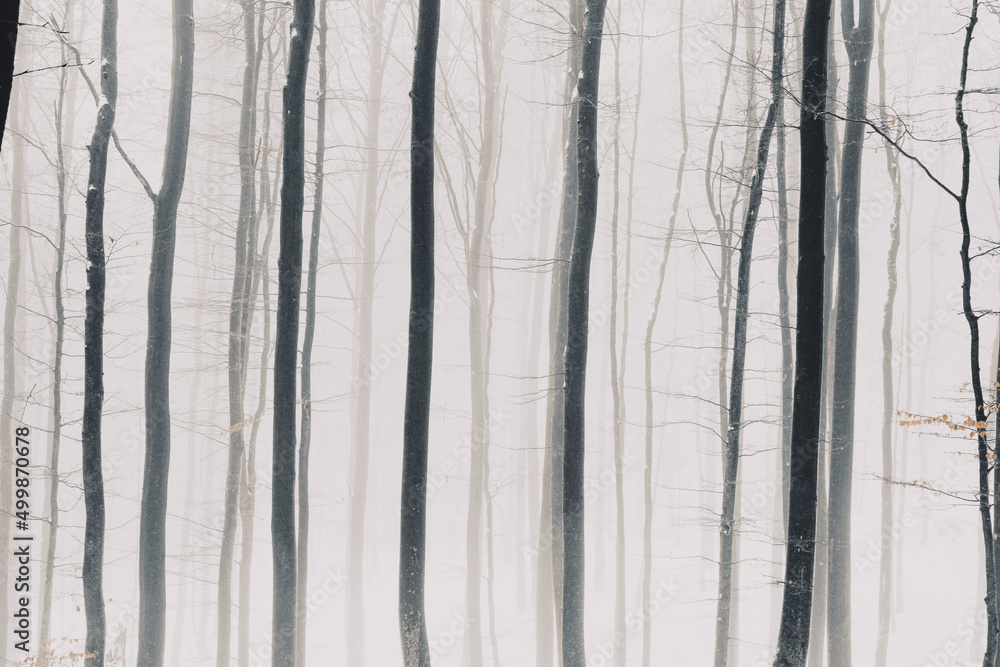 Obraz premium Winter Forest Photography