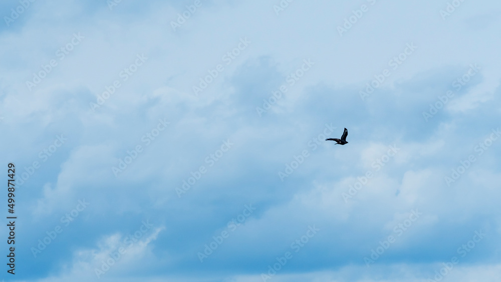 Silhouette falcon or eagle flying under the bright sun and cloudy sky. Hawk in sky. Space for text. Freedom concepts. Silhouette falcon or eagle flying under the bright sun and cloudy sky. Hawk in sky. Space for text. Freedom concepts.