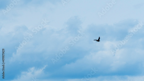 Silhouette falcon or eagle flying under the bright sun and cloudy sky. Hawk in sky. Space for text. Freedom concepts.