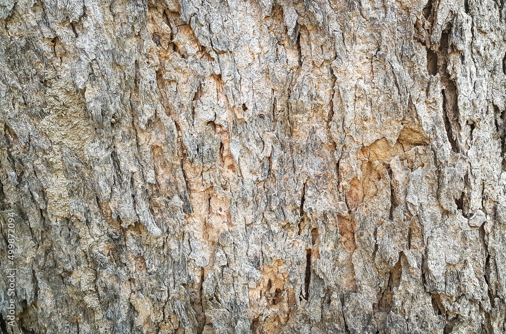Texture of tree trunk surface. Background of natural pattern on tree trunk. Texture of tree trunk surface. Background of natural pattern on tree trunk.