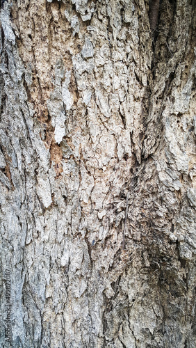 Fototapeta Naklejka Na Ścianę i Meble -  Texture of tree trunk surface. Background of natural pattern on tree trunk.