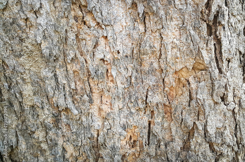 Texture of tree trunk surface. Background of natural pattern on tree trunk.