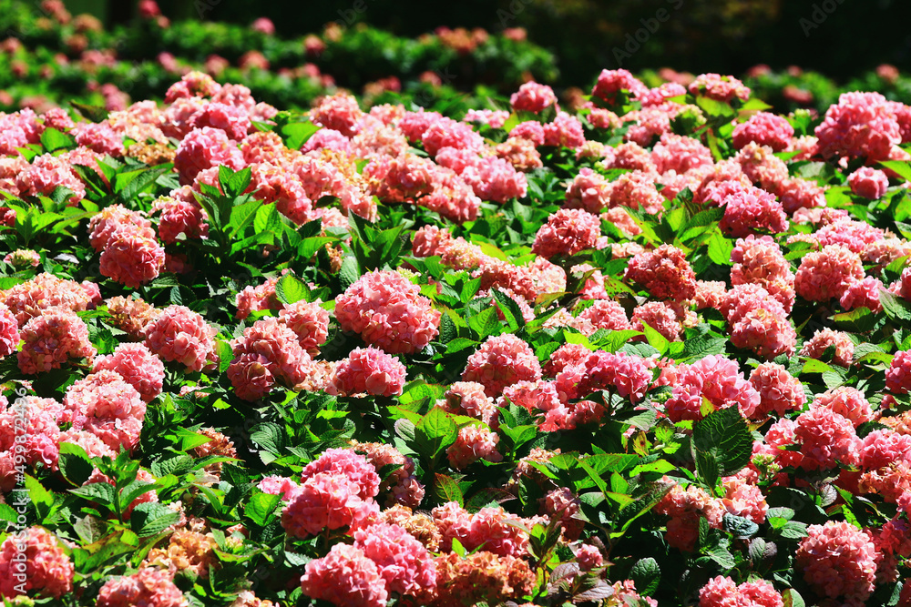 beautiful scenery of blooming Hydrangea(Big-leaf Hyrdangea) flowers,many pink Hydrangea flowers blooming in the garden at a sunny day beautiful scenery of blooming Hydrangea(Big-leaf Hyrdangea) flowers,many pink Hydrangea flowers blooming in the garden at a sunny day