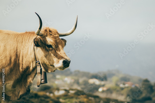 Cows in Asturies, nothern Spain photo