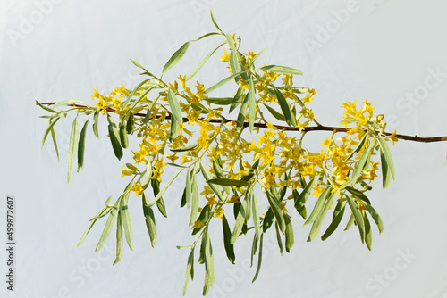 Yellow buds and flowers on the branches of the goof angustifolia photo