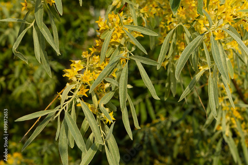 Yellow buds and flowers on the branches of the goof angustifolia