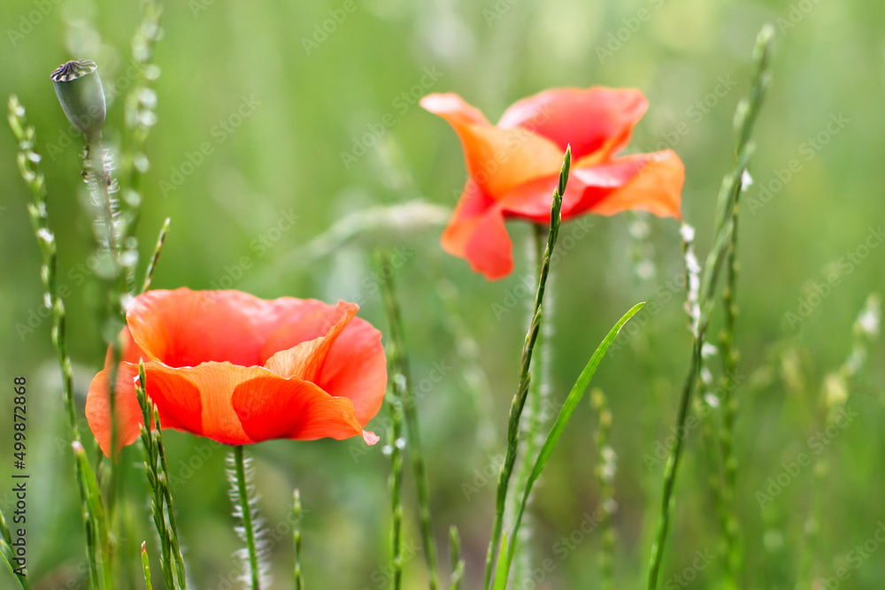Fototapeta premium Red poppies in field. Flowers on green background. Nature