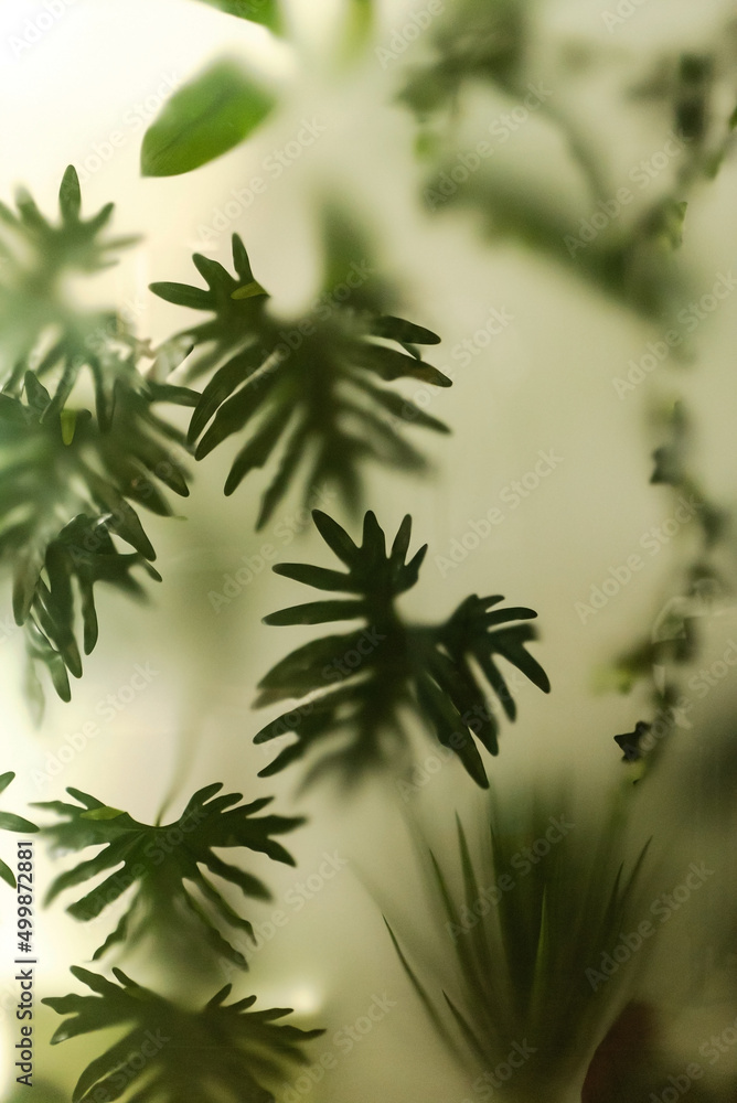 tropica plants background, nature space tropica plants background, nature space