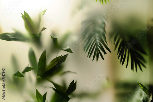 tropica plants background, nature space