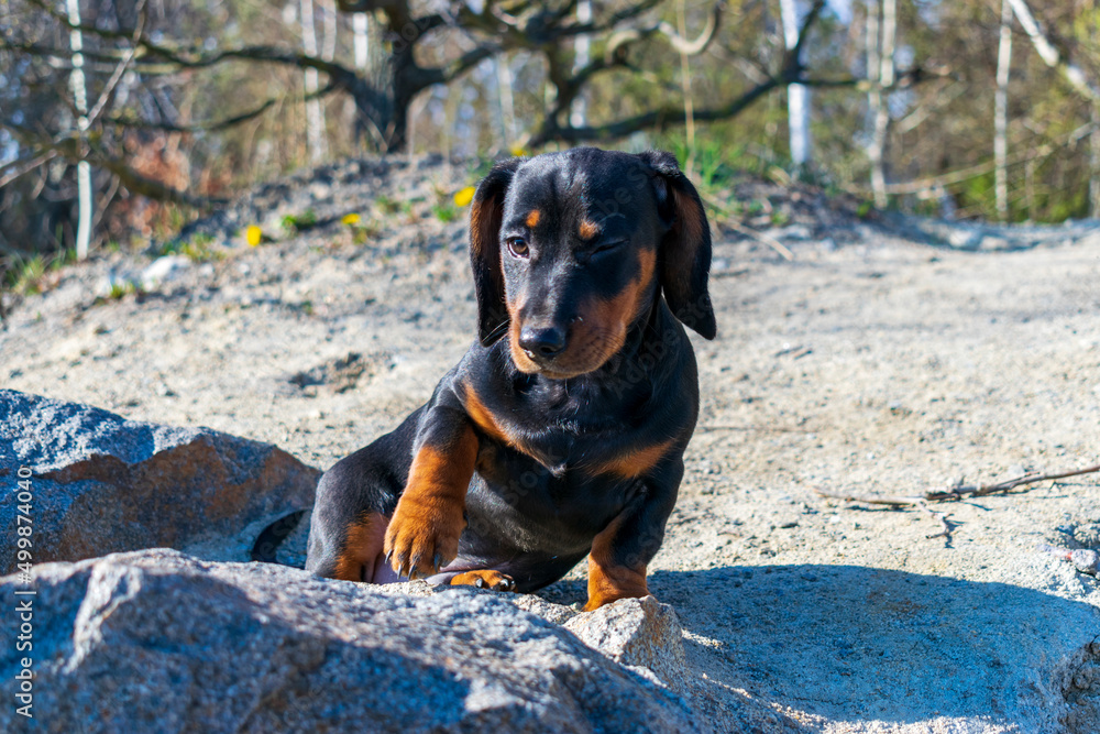 Dachshund puppy blinks an eye. Dachshund puppy blinks an eye.