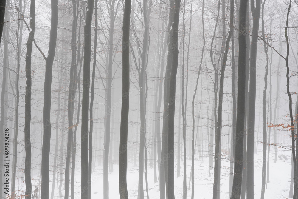 Fototapeta premium Winter Forest Photography 