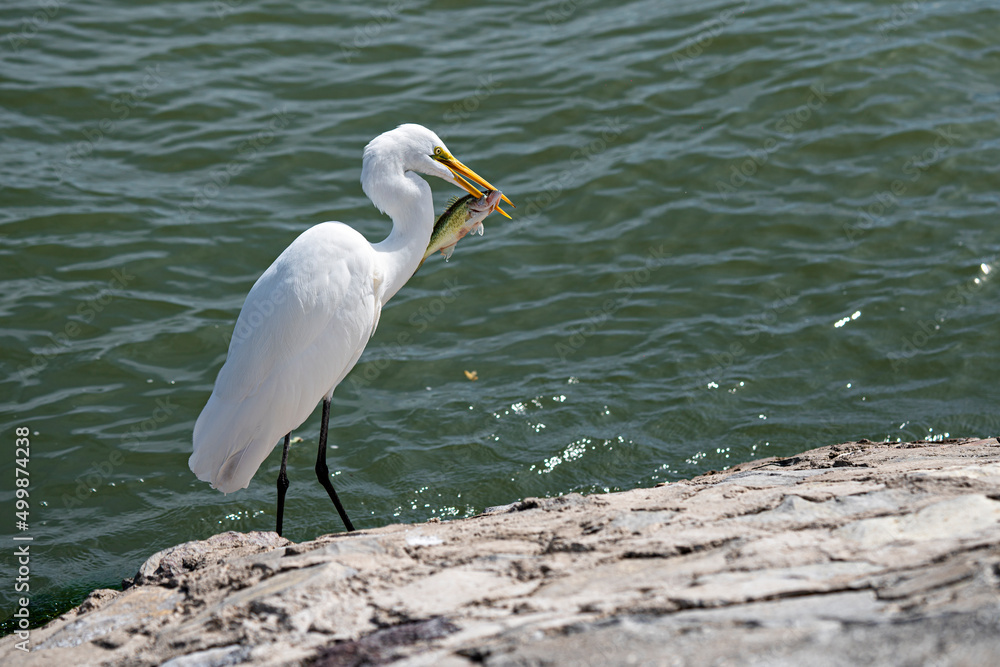 heron fishing heron fishing
