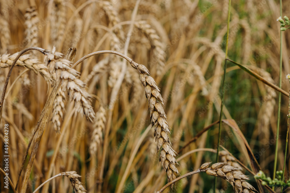 Fototapeta premium Ripe golden ear of wheat. Golden wheat field 