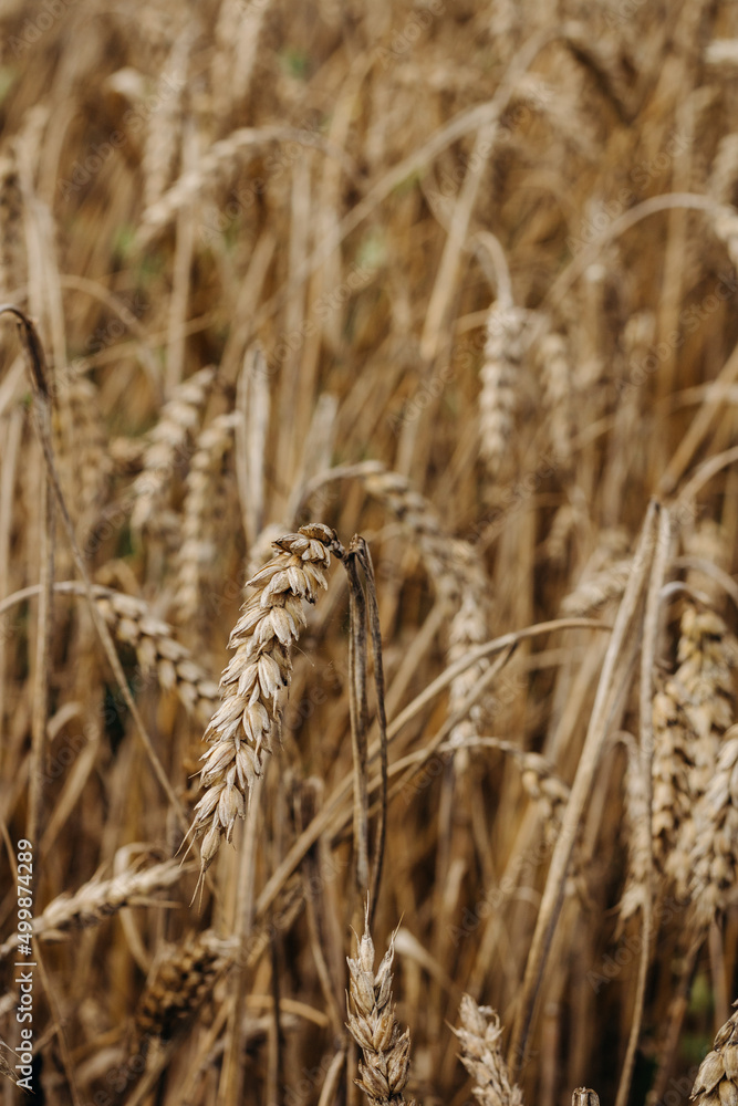 Ripe golden ear of wheat. Golden wheat field Ripe golden ear of wheat. Golden wheat field