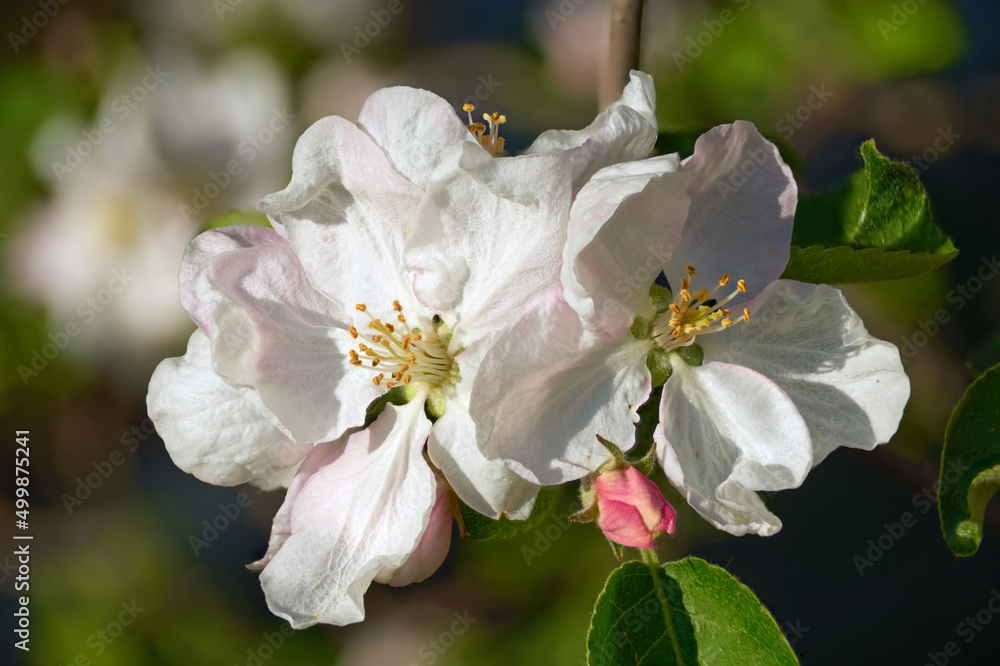 Obraz premium Spring blossom of the apple tree in the garden. Macro of the flowers.