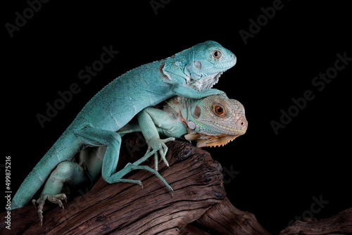 Two baby Blue Iguana closeup on wood, Blue Iguana "Grand Cayman Blue Iguana", Cyclura Lewisi 