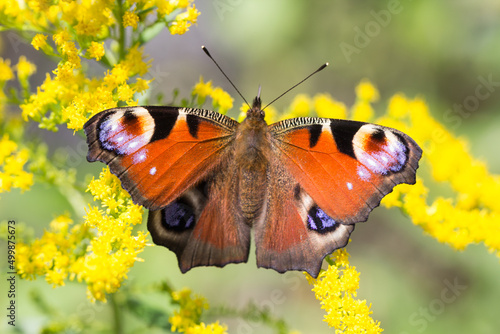 Motyl rusałka pawik na żółtych kwiatach