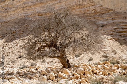 Dead tree at the Oasis valley of Ein Avdat National Park Israel desert