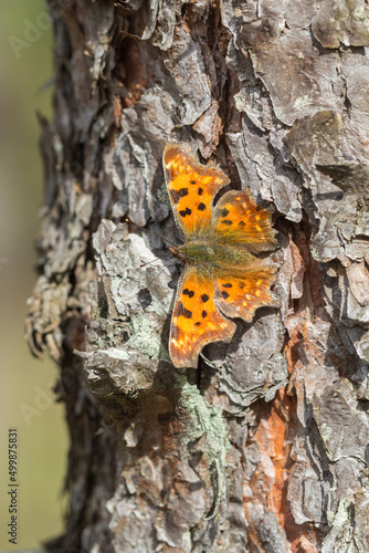 Motyl rusałka ceik siedzący na korze sosny