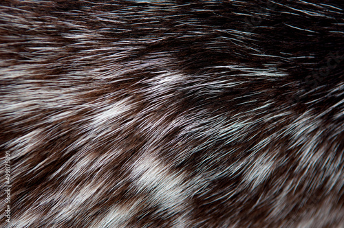 Fotografiet Beautiful spotted fur close-up