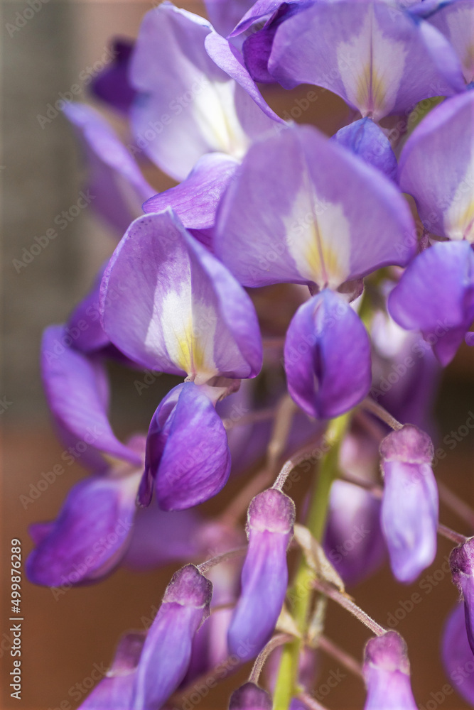 Blooming wisteria at springtime in Texas Blooming wisteria at springtime in Texas