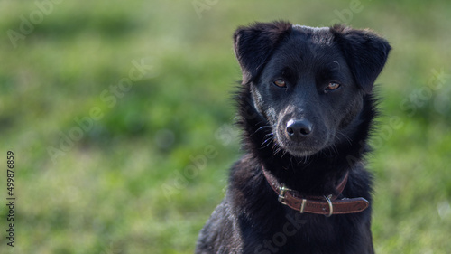 Isolated portrait of a single young beautiful black dog- Greece