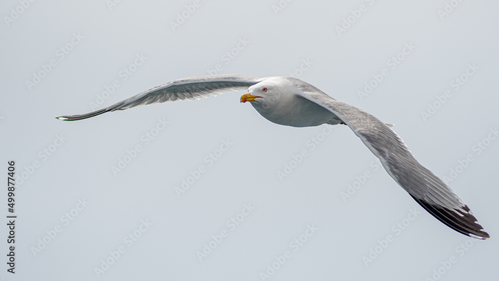 Isolated close up of a single beautiful Seagull in flight on an overcast day- Greece Isolated close up of a single beautiful Seagull in flight on an overcast day- Greece