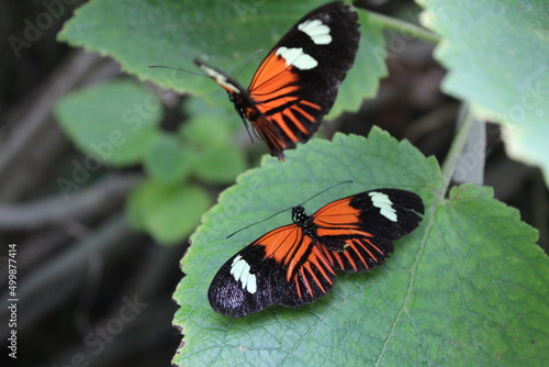 Black and orange butterflies on leaf photo