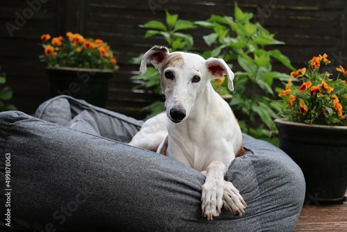 beautiful galgo is lying in the bed on the terrace in the sunshine