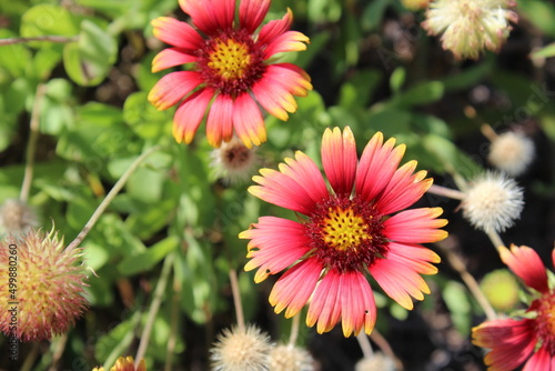 red and yellow summer flower