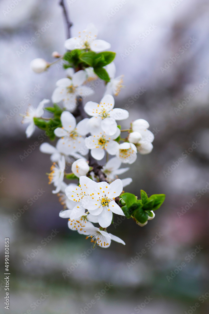Branches of a blossoming tree against the sky. Cherry plum flowers.