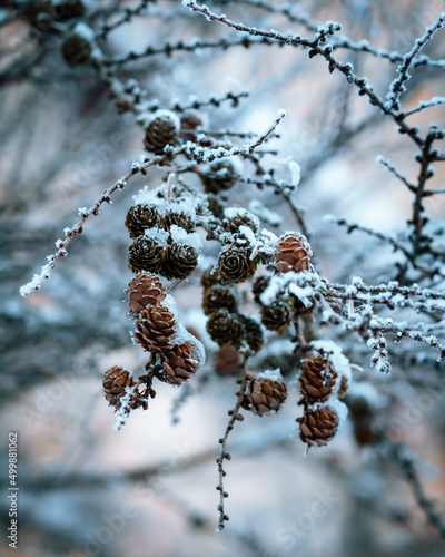 snow covered branches and pinecones