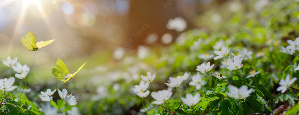 Art Beautiful white flowers and butterfly in spring in a forest meadow close-up in sunlight in nature. Spring landscape with flowering primroses. - obrazy, fototapety, plakaty 