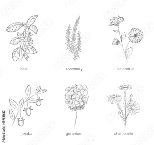 Fototapeta Naklejka Na Ścianę i Meble -  Set of plants for cosmetology. Hand drawn vector illustration.