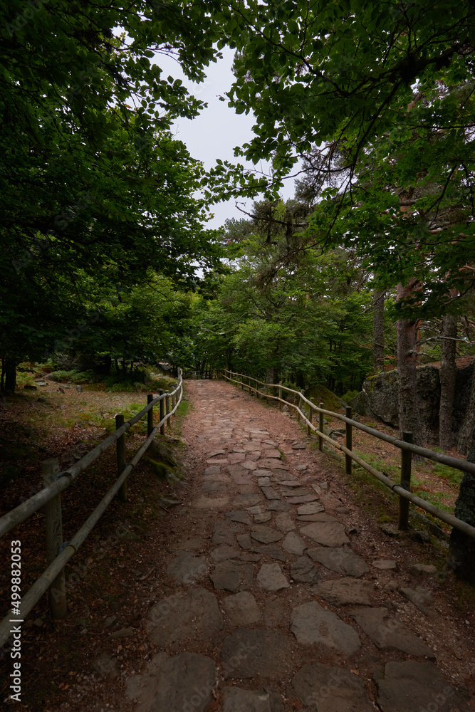 A stone path surrounded by pine tree A stone path surrounded by pine tree
