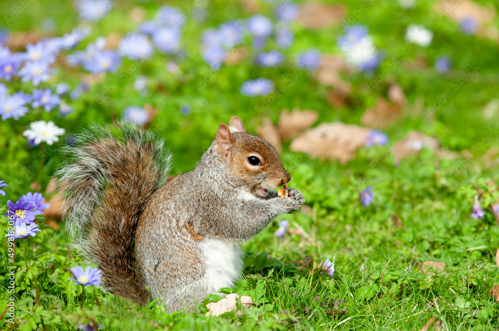 Grey Squirrel (Sciurus carolinensis) in the park Grey Squirrel (Sciurus carolinensis) in the park
