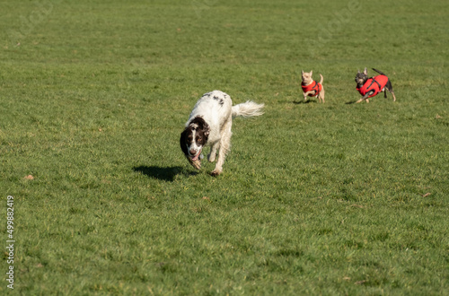 Фотография Large dog Sprocker Spaniel chased by two tiny dogs Chihuahuas