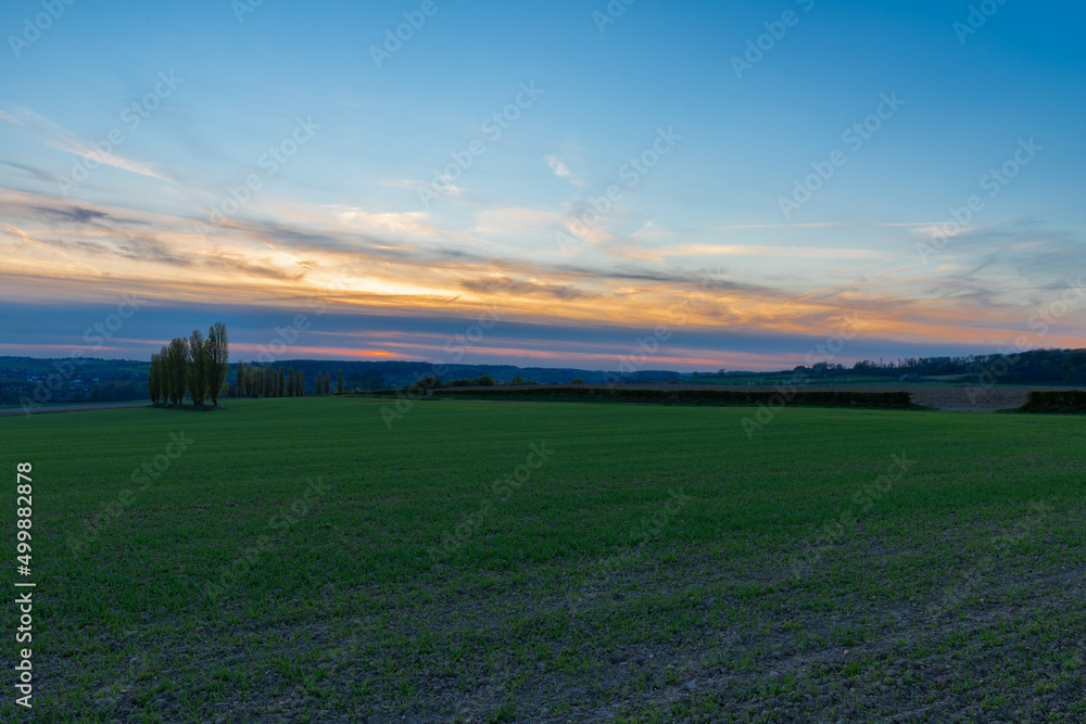 A spring landscape with rolling hills in the south of Limburg during a spectacular sunset with a row of poplar trees, creating the feeling of being in the Siena Province of Italy.
