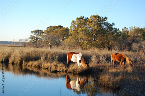 Wild horses living on Assateague Island, in Worcester County, Maryland.  photo