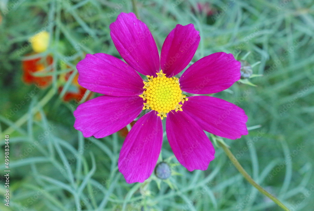 Purple wildflowers of cosmea growing in the garden. Beautiful plants Purple wildflowers of cosmea growing in the garden. Beautiful plants