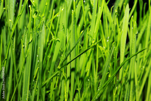 texture of grass with dew drops defocus