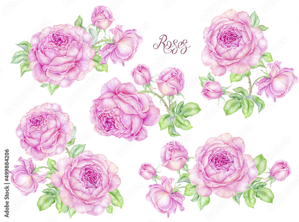 Vintage pink roses flowers. Set of botanical watercolor floral bouquets isolated on white background. Ideal for wedding invitations, anniversaries, birthday cards, congratulations, logos