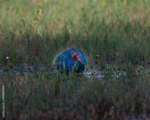 Foto Grey headed Swamphen or Purple Moorhen in Sultanpur wetland in Haryana