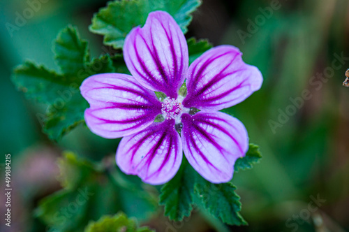 Flower in nature at spring