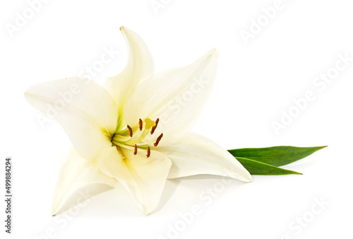 One white lily. photo