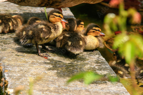 Duck family near pond in Switzerland
